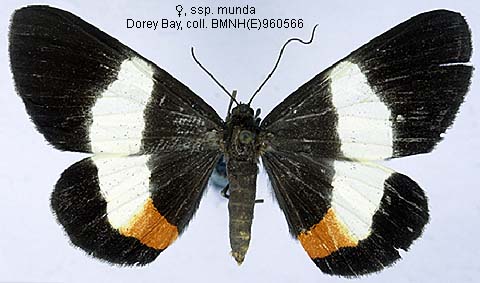 Mungda Insect Papua Insects Foundation (Lepidoptera/Geometridae(Ennominae ...